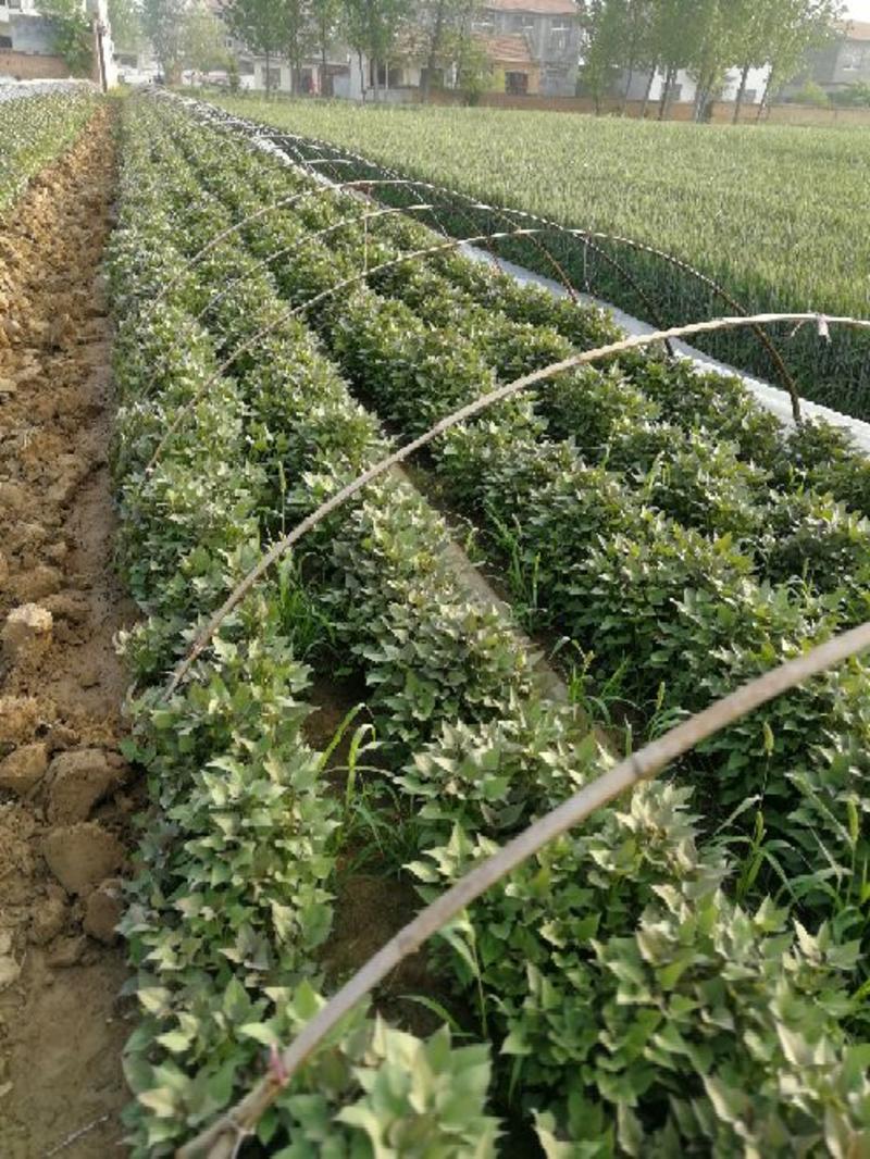 24年现苗红薯苗高淀粉脱毒商薯苗品种齐全19产地直发