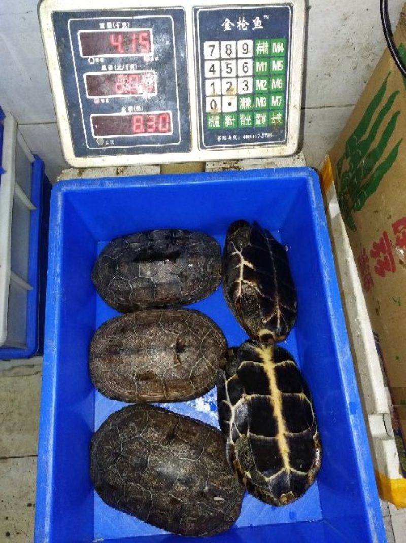 中华草龟0.5~1斤
