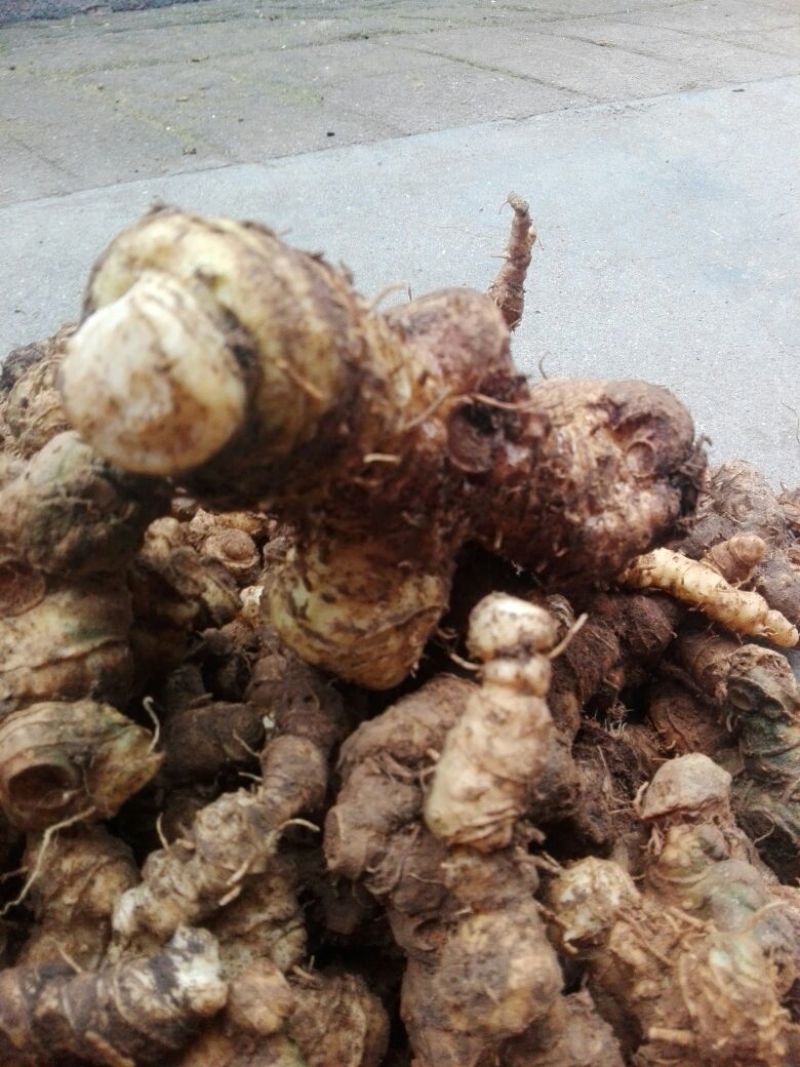 黄精中大货