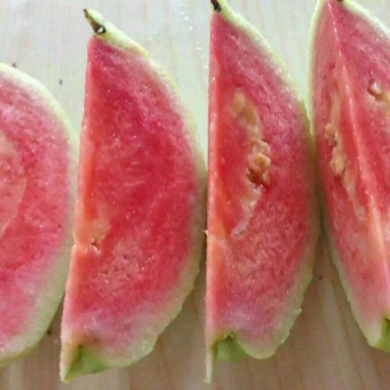 番石榴苗(巴乐