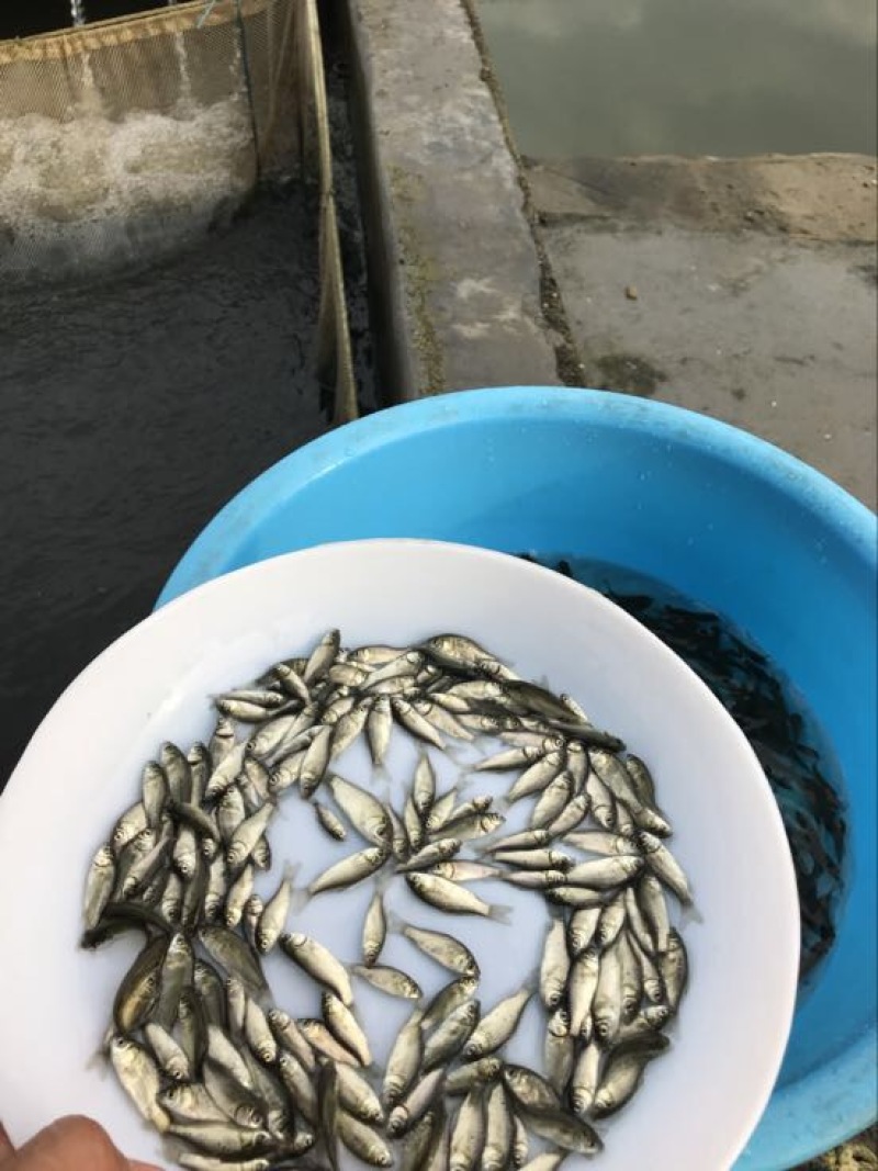 鲫鱼苗良种鲫鱼苗/霸王鲫鱼苗/中科三号鲫鱼苗