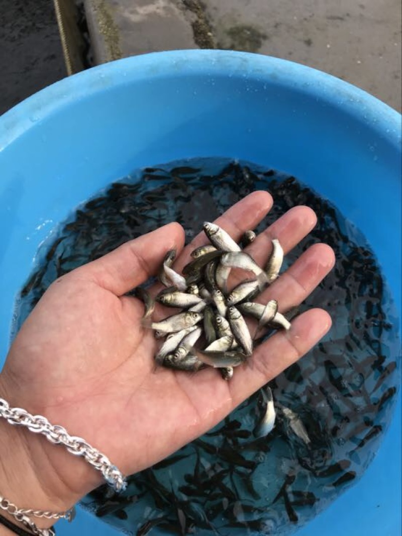鲫鱼苗良种鲫鱼苗/霸王鲫鱼苗/中科三号鲫鱼苗