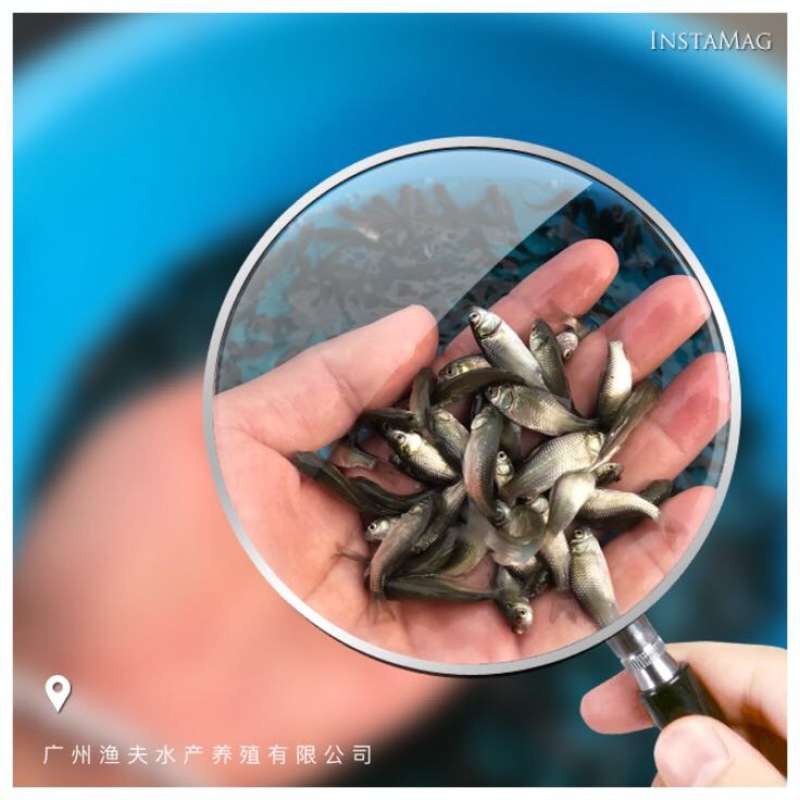 鲫鱼苗良种鲫鱼苗/霸王鲫鱼苗/中科三号鲫鱼苗