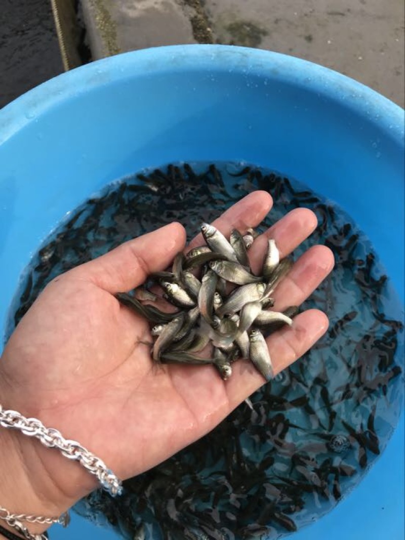 鲫鱼苗良种鲫鱼苗/霸王鲫鱼苗/中科三号鲫鱼苗