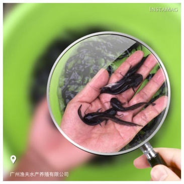 鲶鱼苗南方大口鲶鱼适合精养