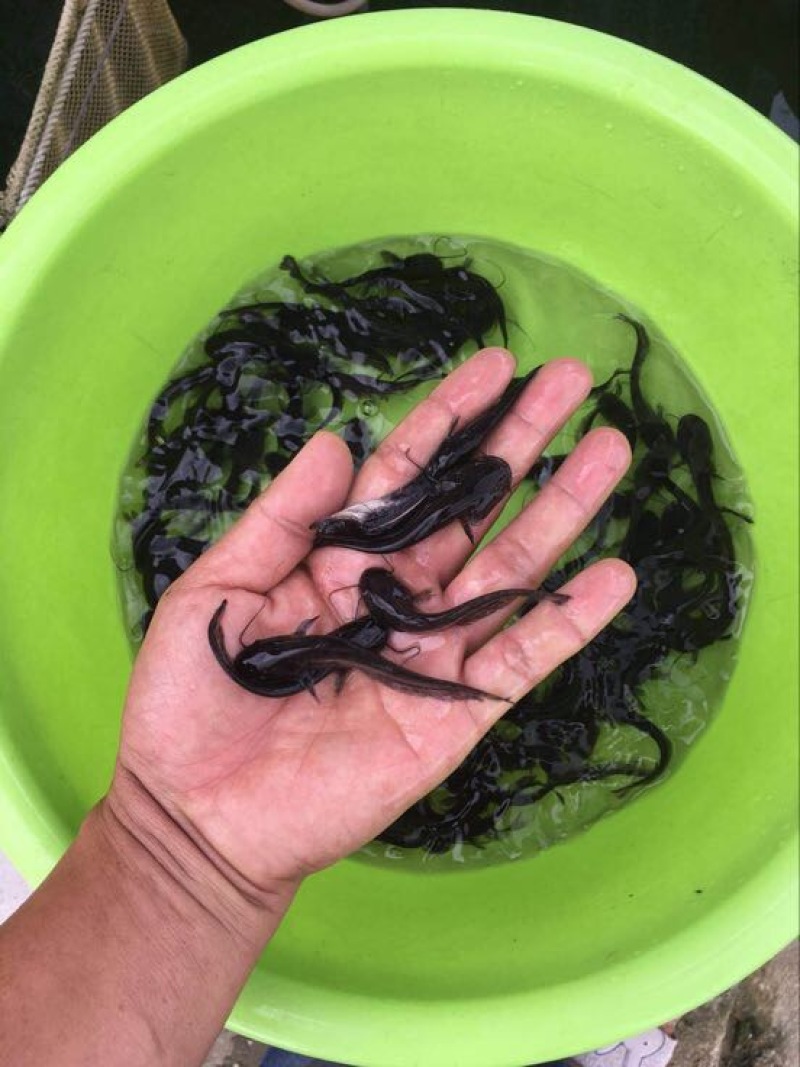 鲶鱼苗南方大口鲶鱼适合精养