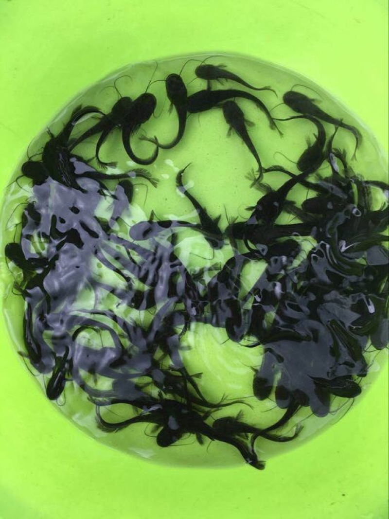 鲶鱼苗南方大口鲶鱼适合精养