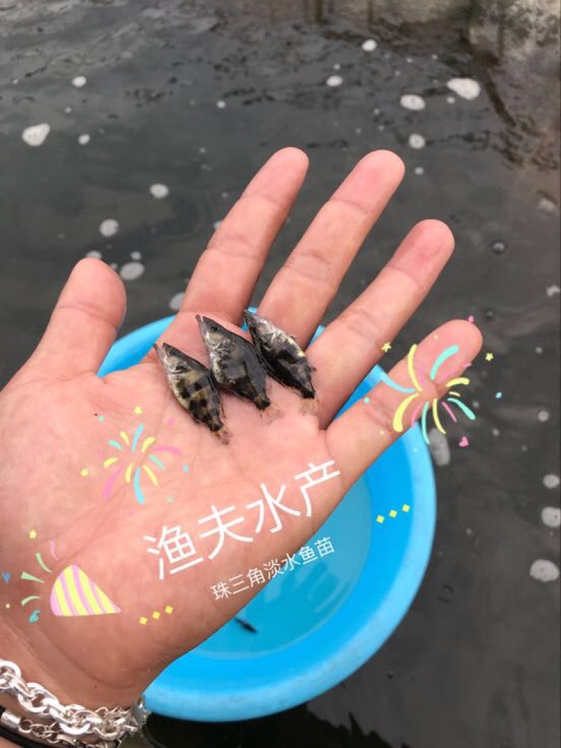 鳜鱼苗批发桂花鱼苗供应