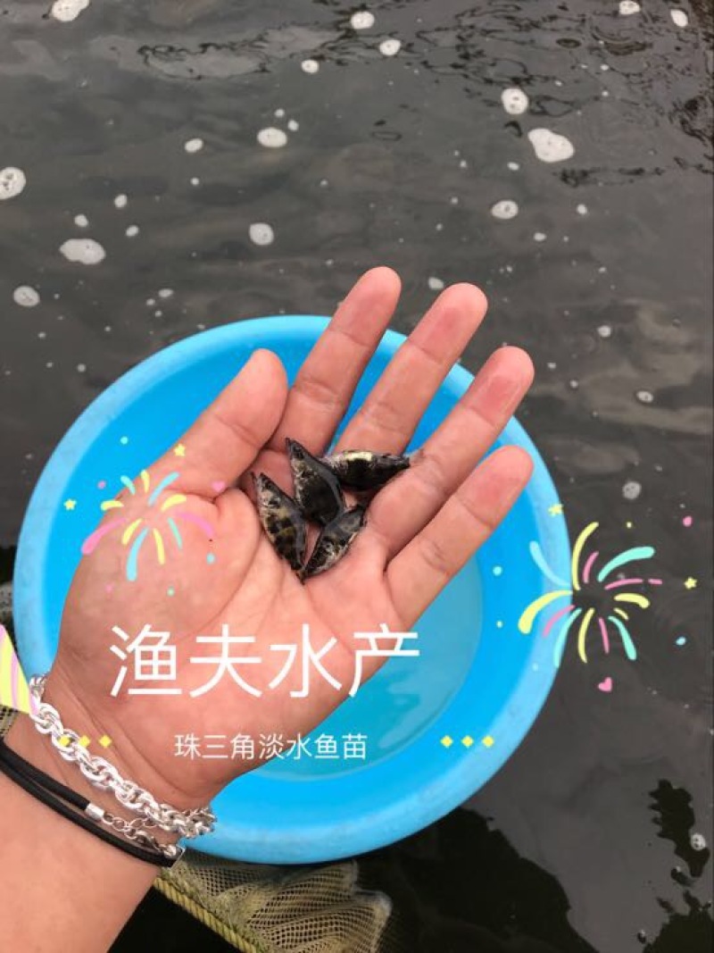 鳜鱼苗批发桂花鱼苗供应