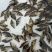 鳜鱼苗批发桂花鱼苗供应