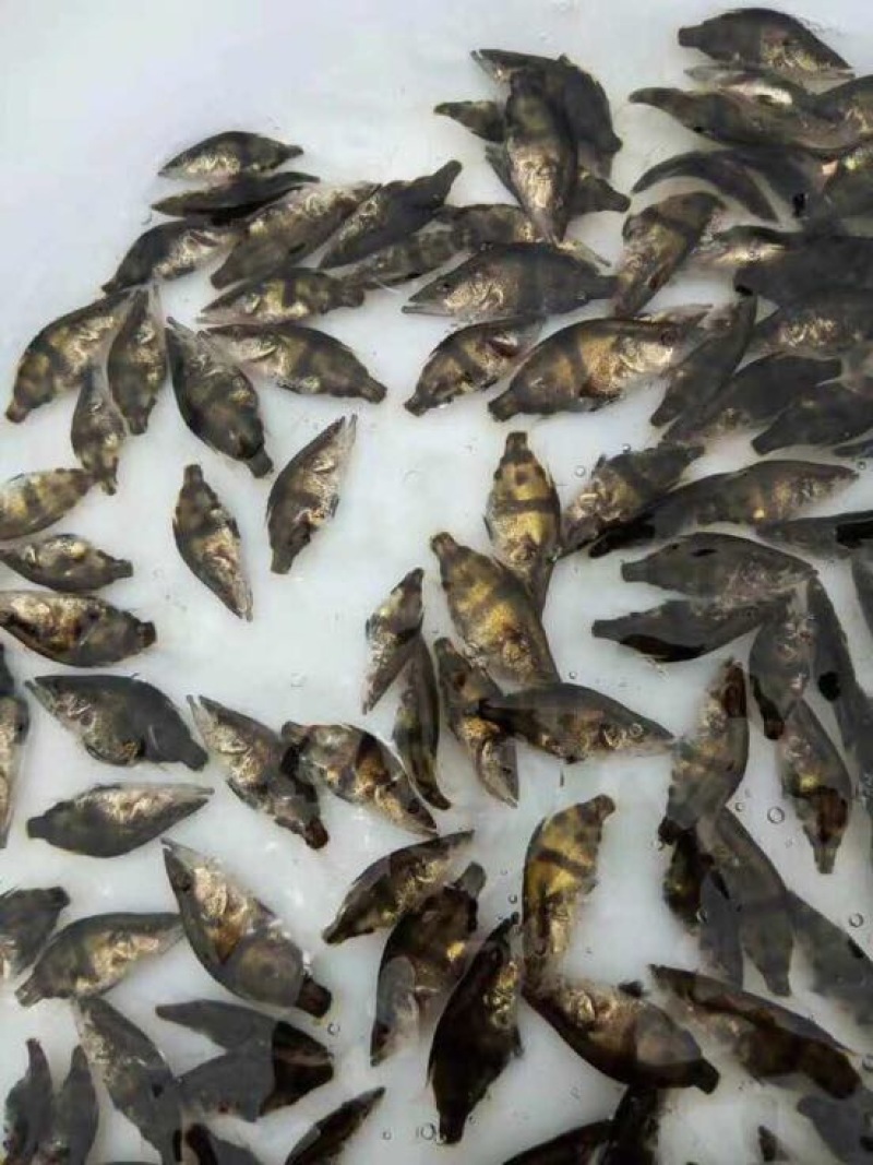 鳜鱼苗批发桂花鱼苗供应