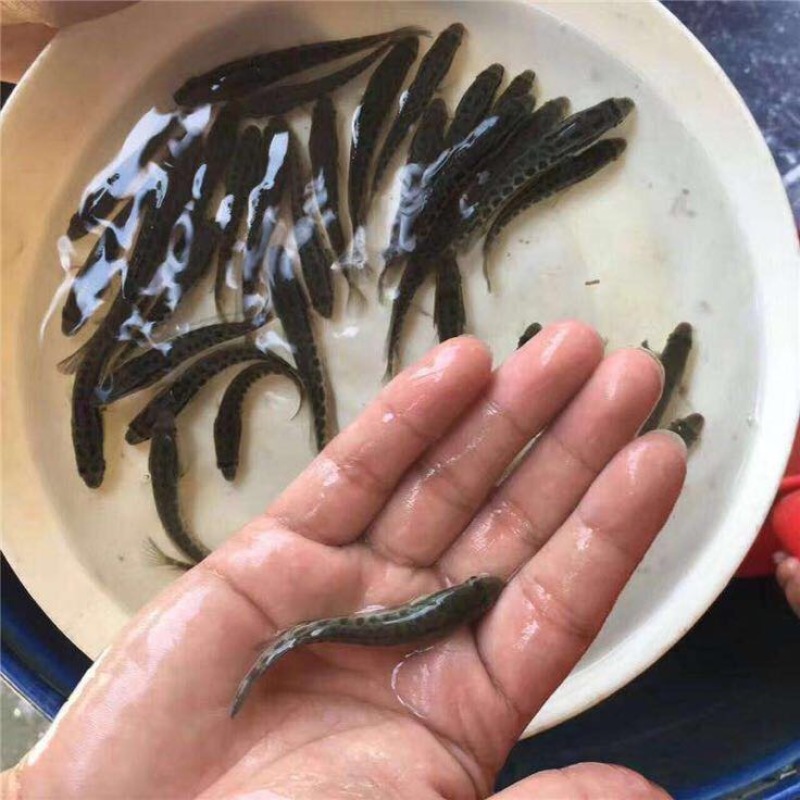 黑鱼苗生鱼、乌鳢