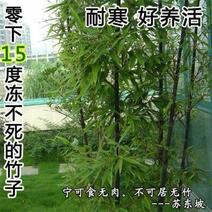 紫竹高度1.8米，