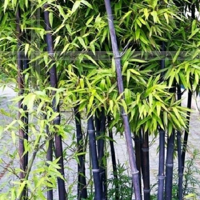紫竹高度1.8米，