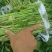 脱毒大田商薯19苗温度低成活率高现大量出售中