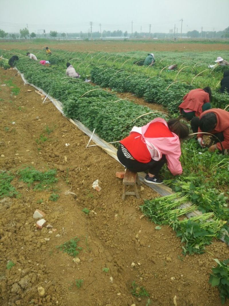 脱毒大田商薯19苗温度低成活率高现大量出售中