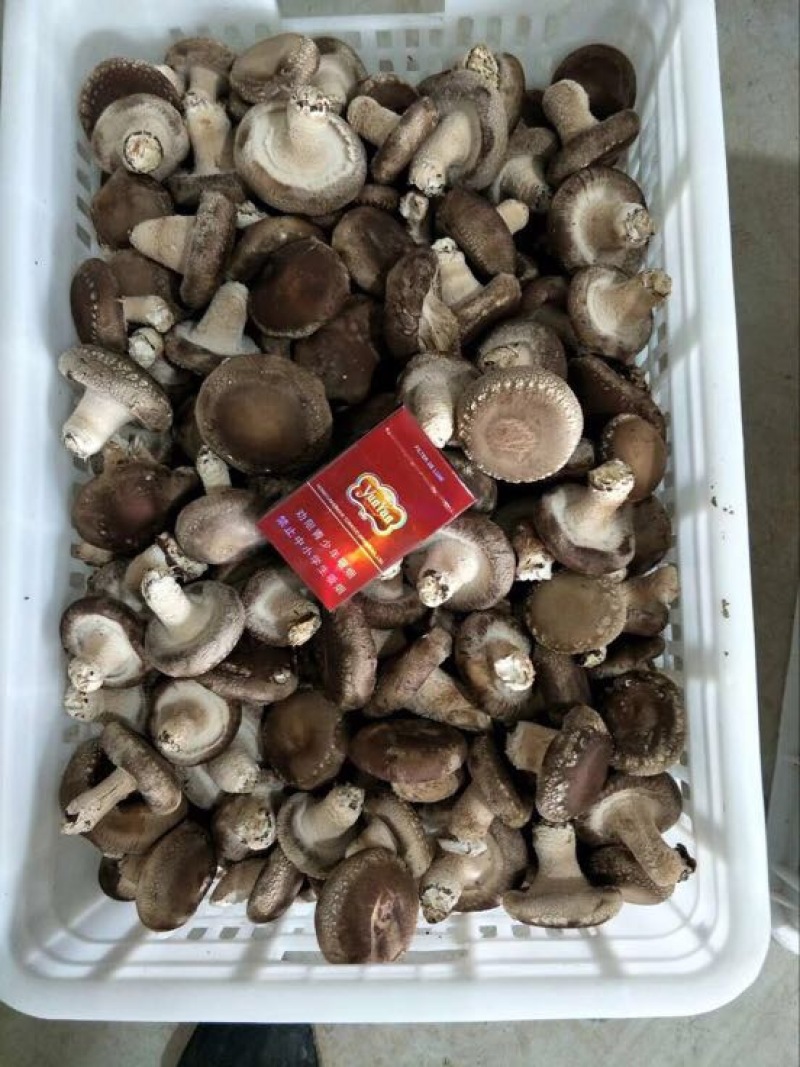 白金针菇10~15厘米