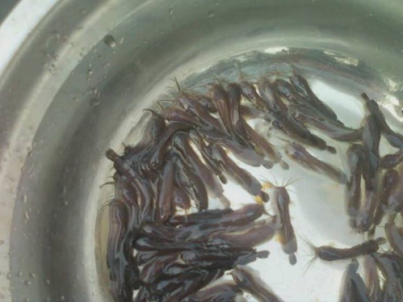 胡子鲶塘角鱼塘鲺苗
