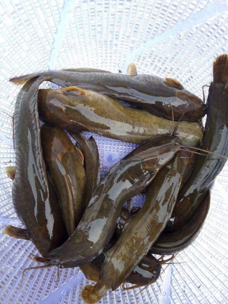 胡子鲶塘角鱼塘鲺苗