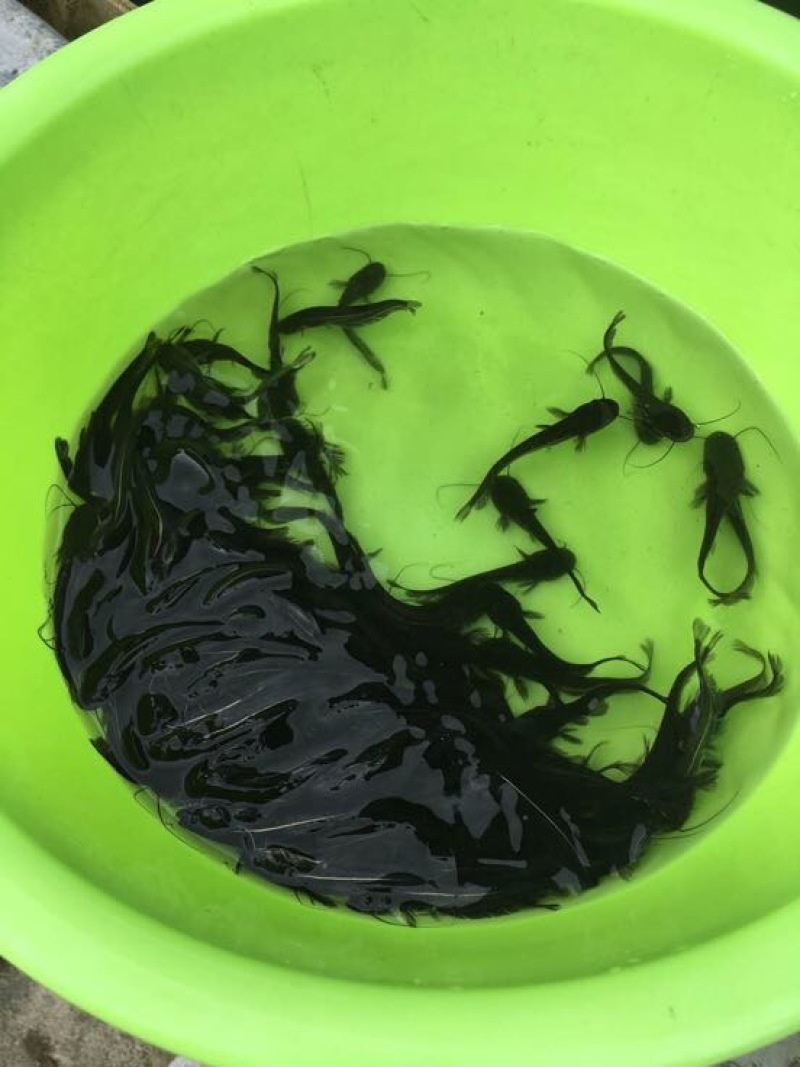 鲶鱼大口鲶