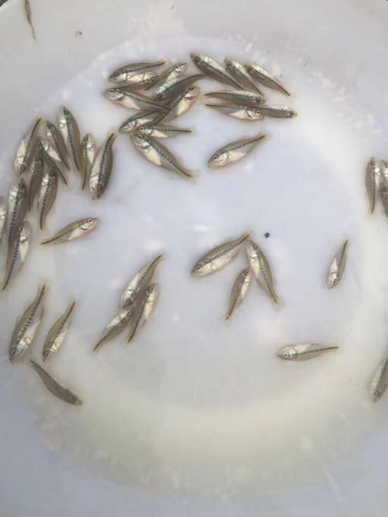 加州鲈鱼苗水花肉食性路亚大口黑鲈已经驯化吃料