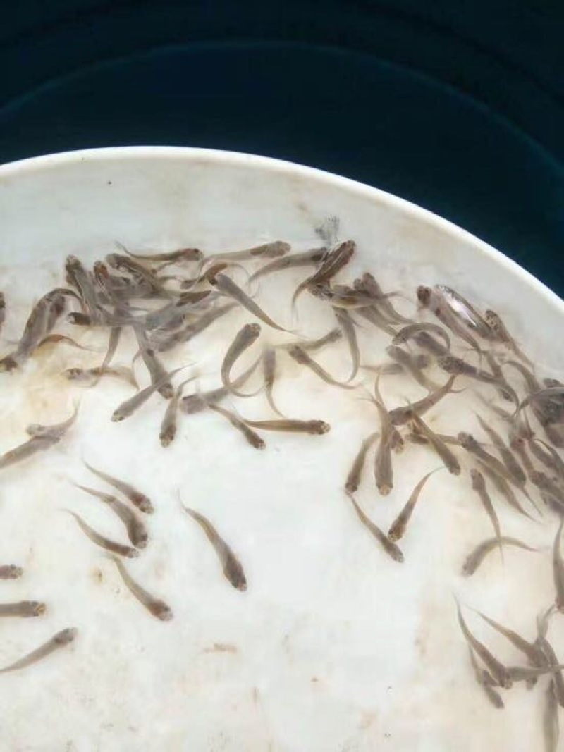 加州鲈鱼苗水花肉食性路亚大口黑鲈已经驯化吃料