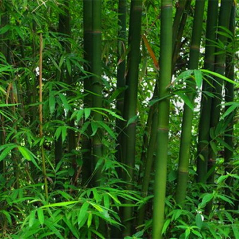 青山绿水好绿竹