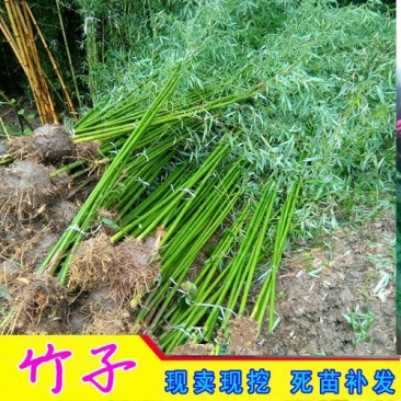青山绿水好绿竹