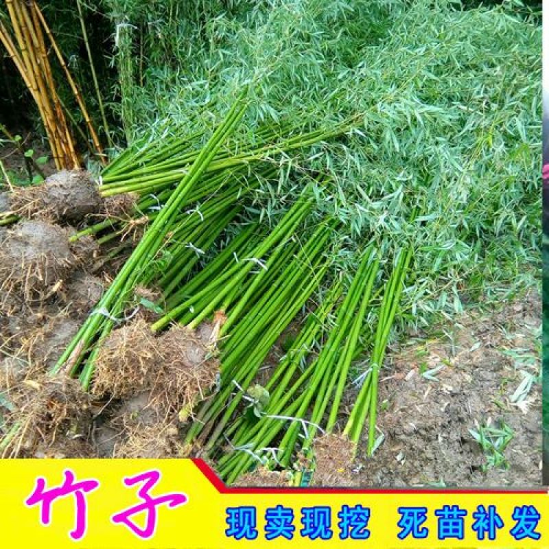 青山绿水好绿竹