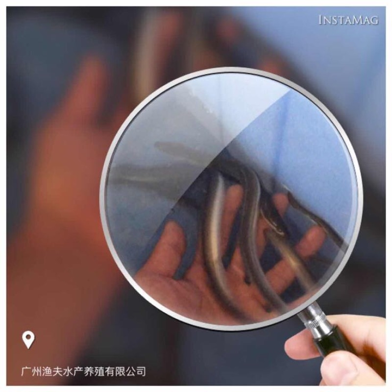 欧洲鳗鱼苗