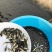 罗非鱼苗8朝