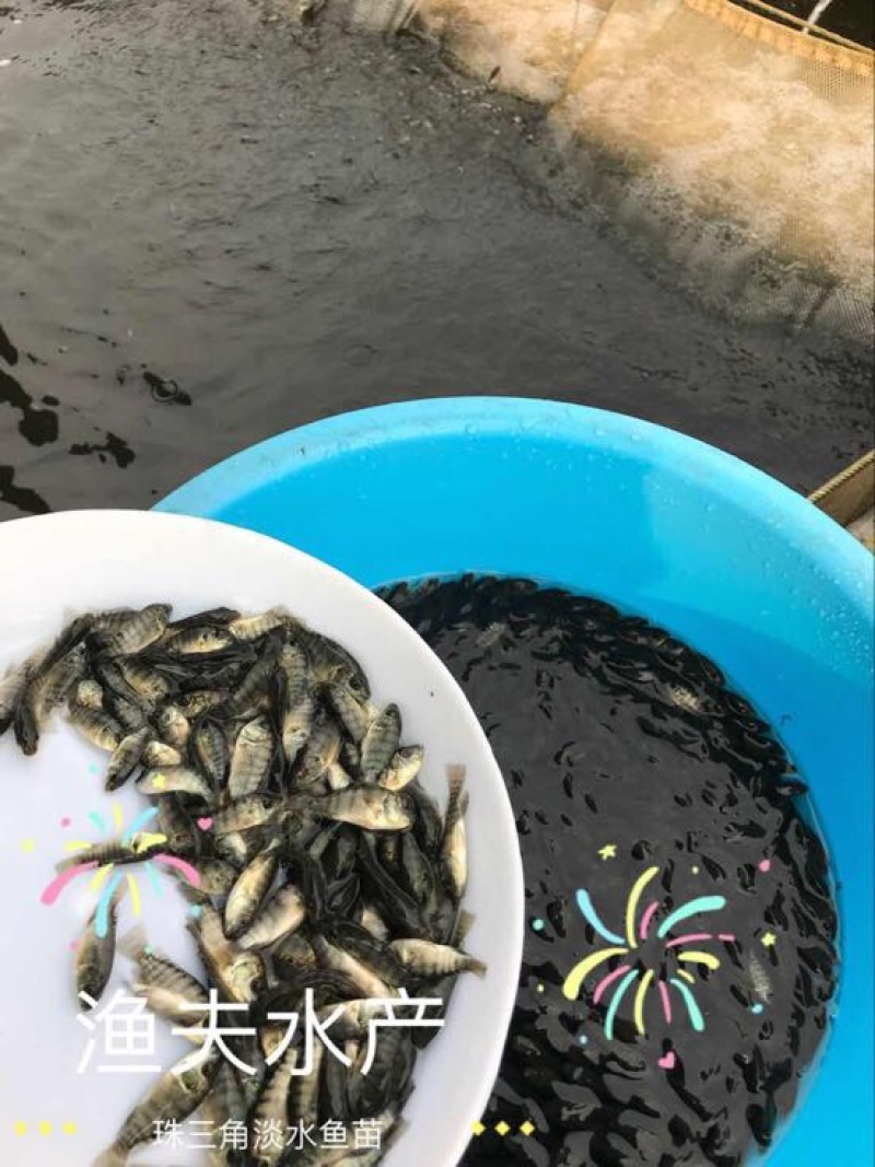 罗非鱼苗8朝