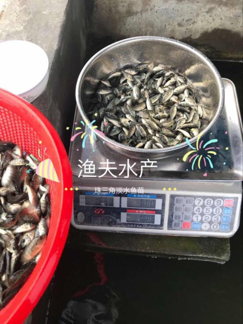 罗非鱼苗8朝