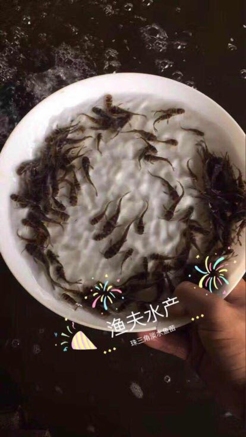 黄颡鱼苗