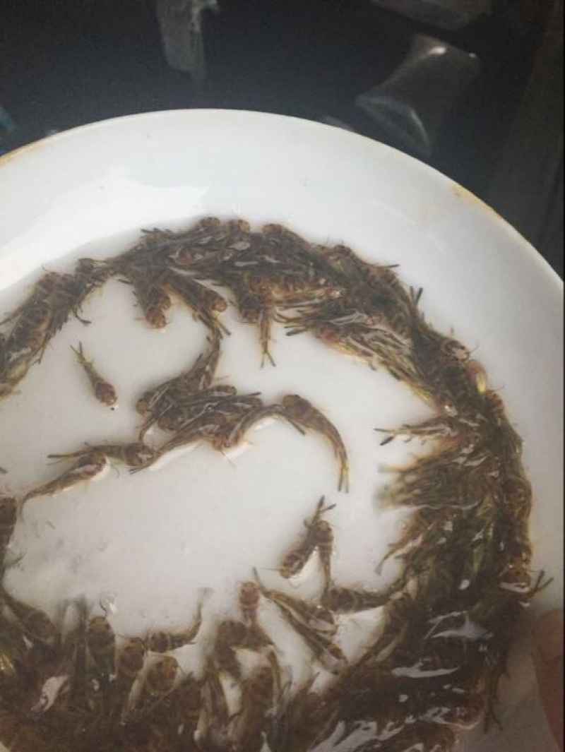 黄颡鱼苗