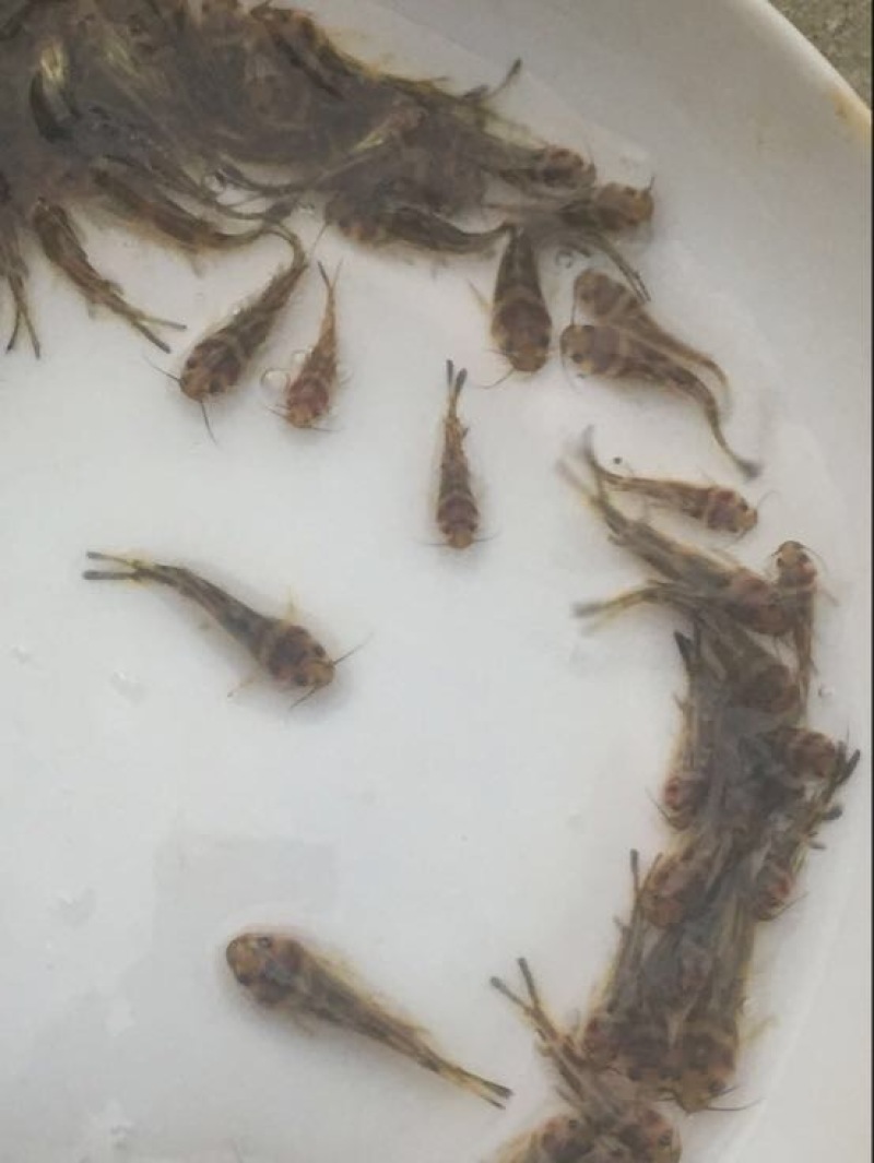 黄颡鱼苗