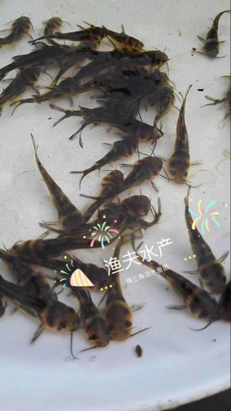 黄颡鱼苗