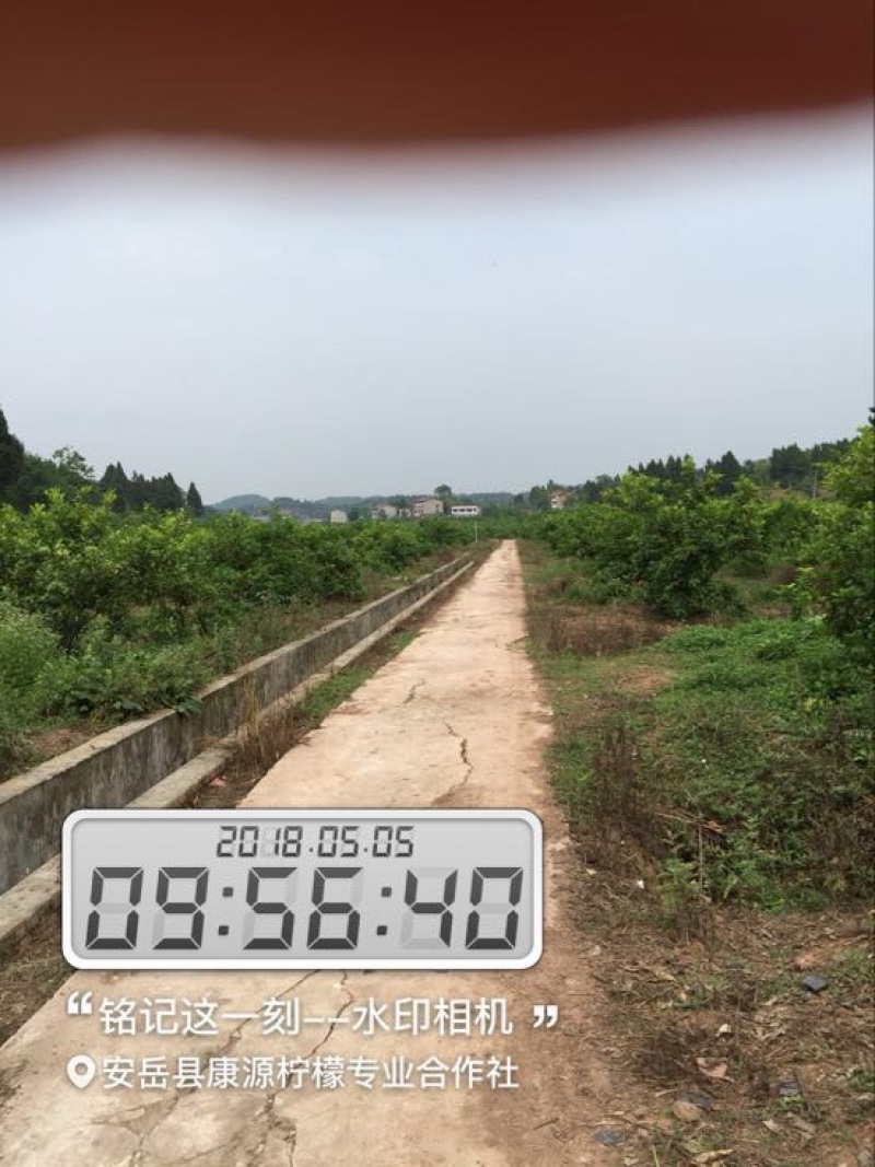 安岳尤力克柠檬1.6~2两