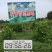 安岳尤力克柠檬1.6~2两