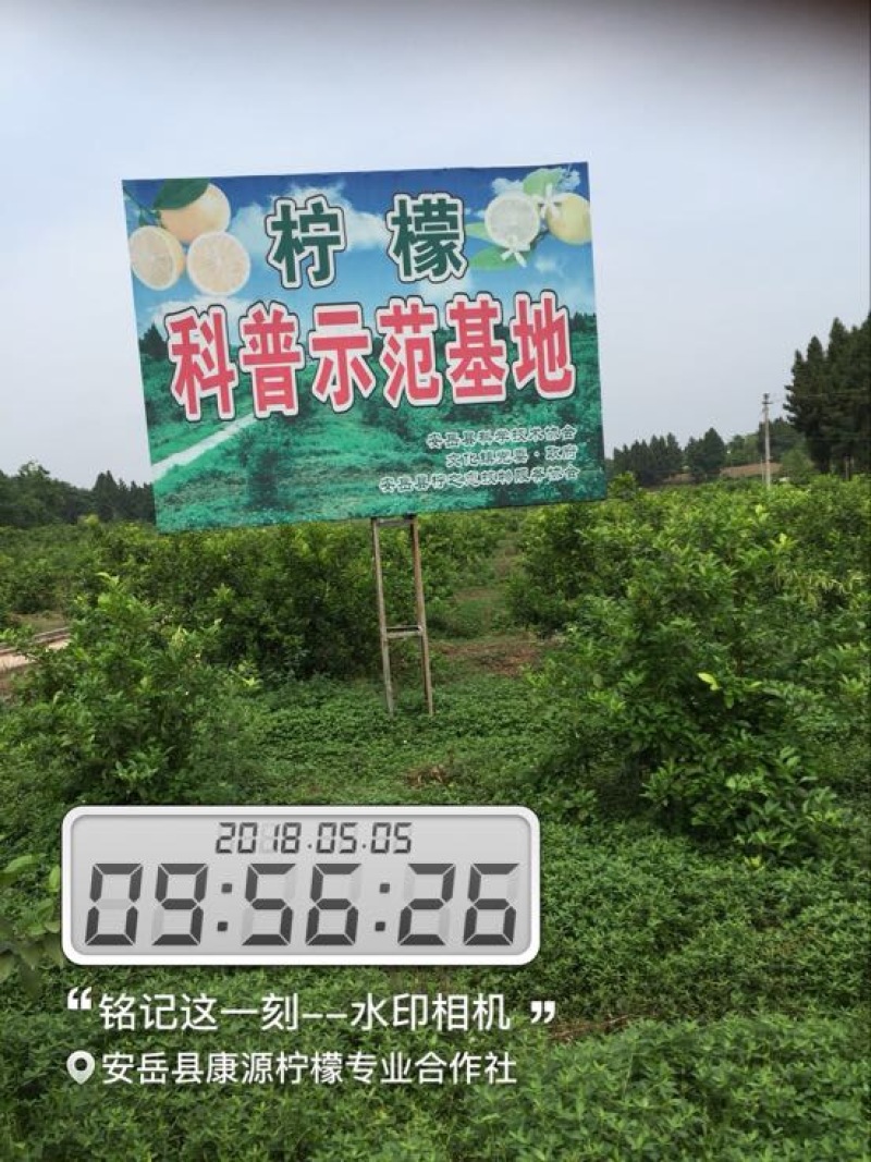 安岳尤力克柠檬1.6~2两