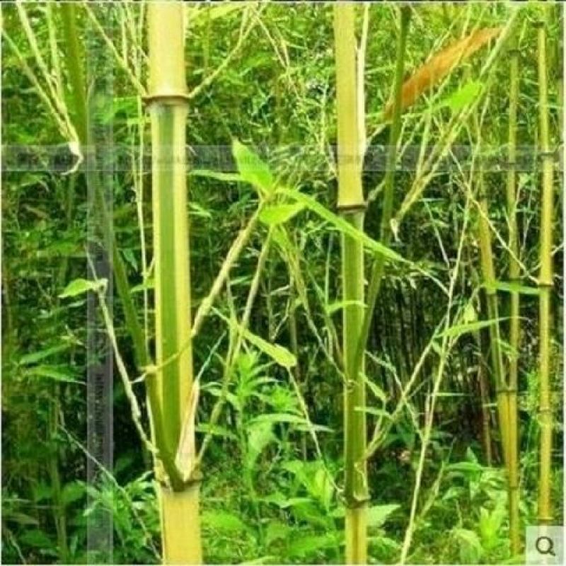 金竹