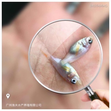 红罗非鱼苗8朝