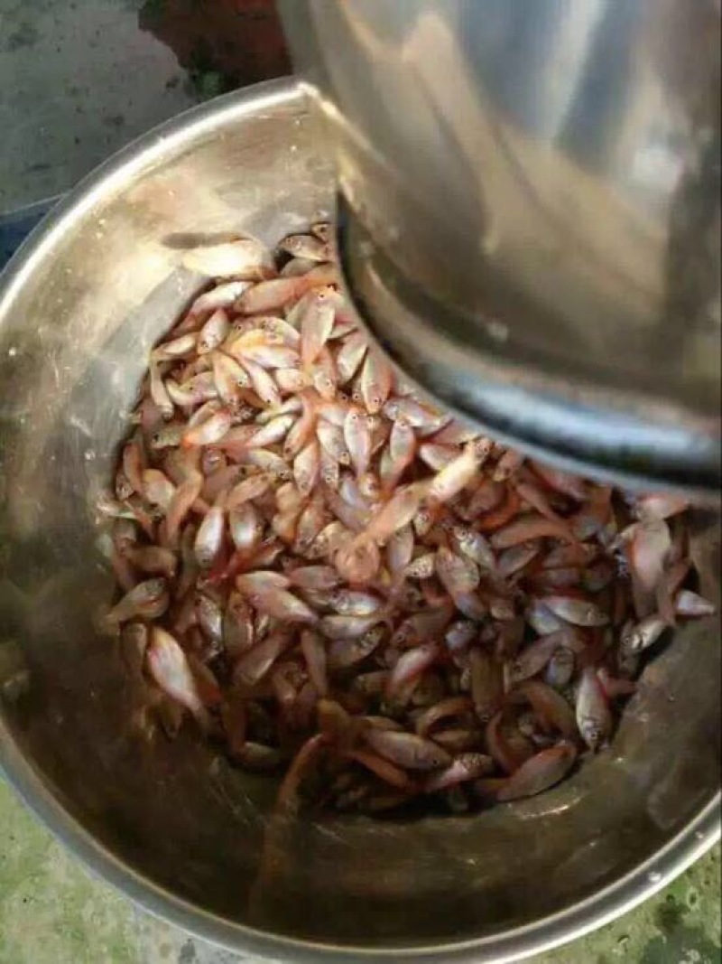 红罗非鱼苗8朝