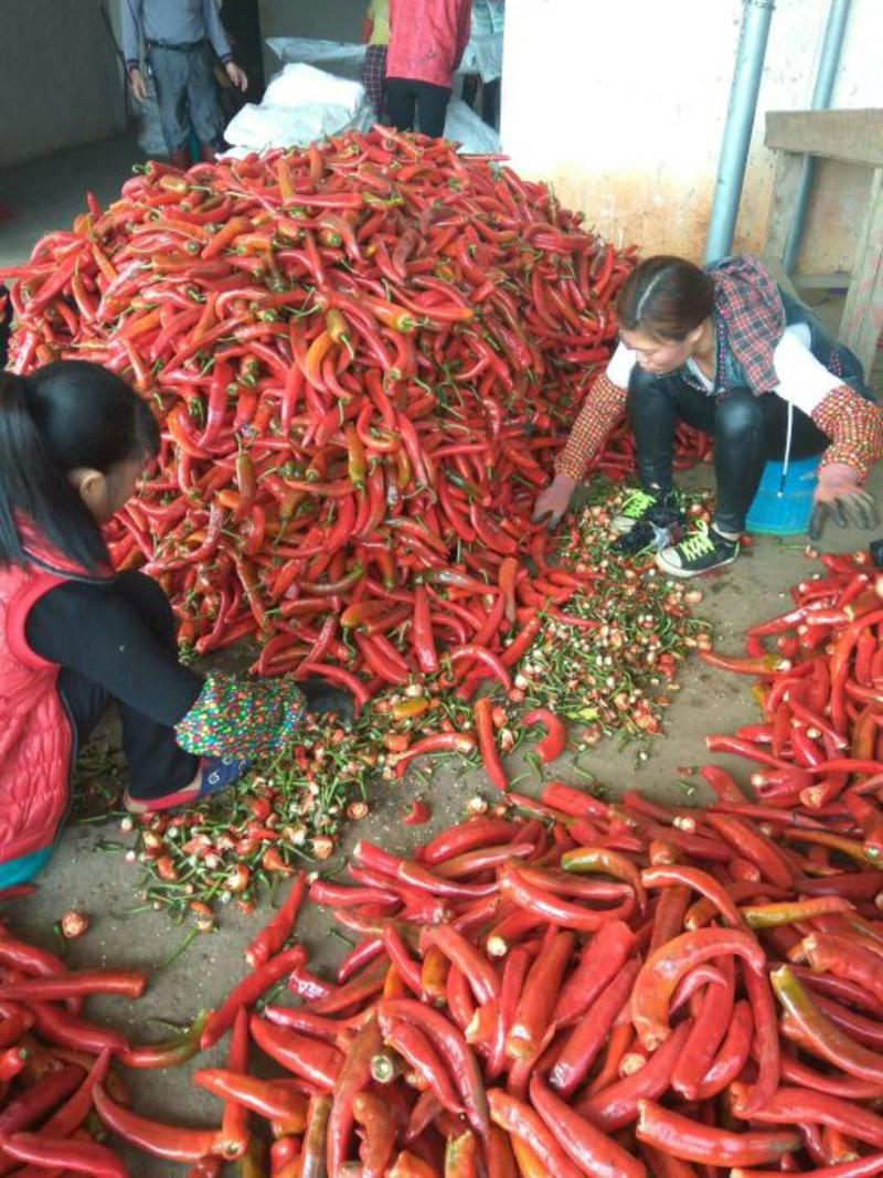 红辣椒大量供应。红尖椒红线椒。打酱，剁椒