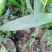 马占相思20~100cm