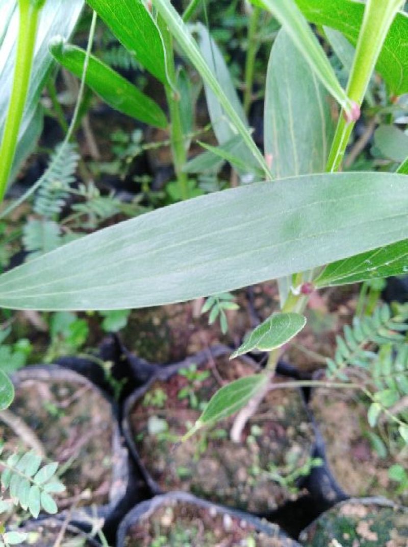 马占相思20~100cm