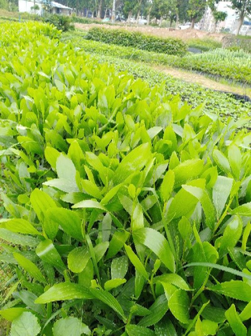 马占相思20~100cm