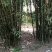绿竹8~9m