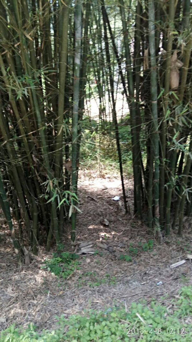 绿竹8~9m