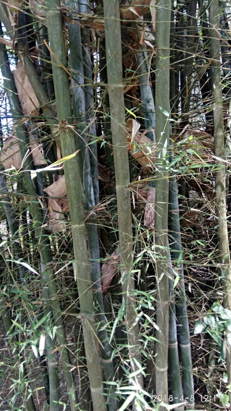 绿竹8~9m